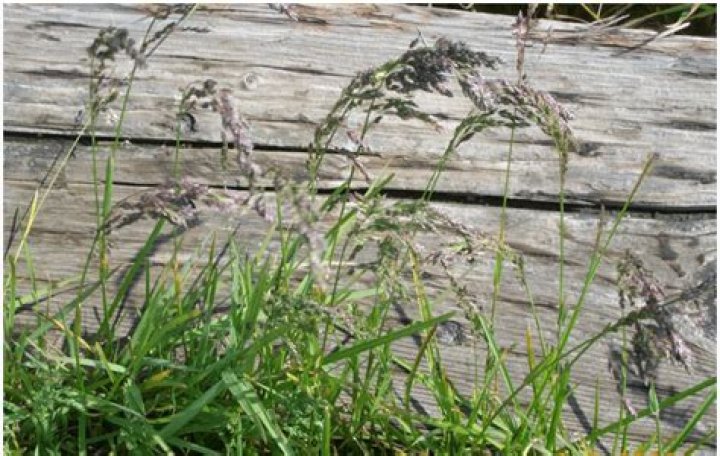 How do I get rid of POA Trivialis?