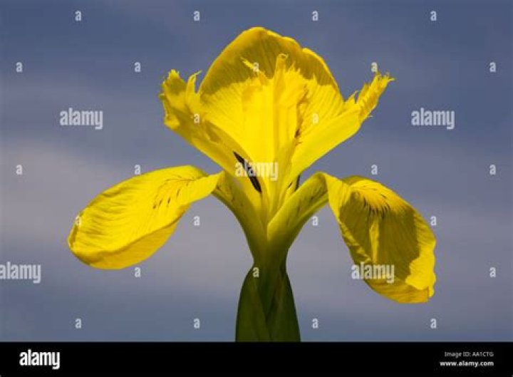 How do I get rid of the yellow flag on my iris?