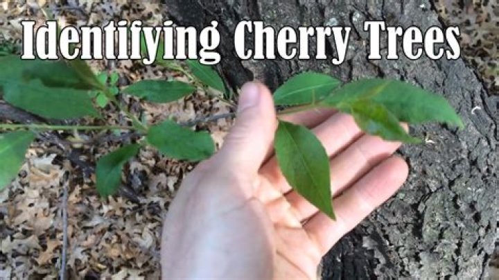 How do I identify a cherry wood tree?