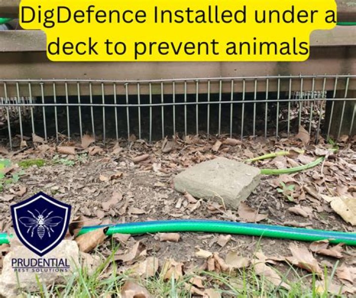 How do I keep animals from digging under my shed?