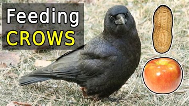 How do I keep crows from eating my corn seeds?