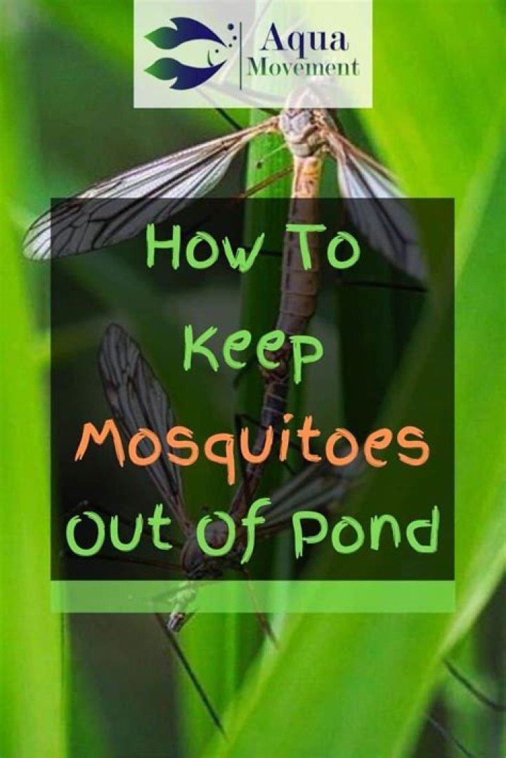 How do I keep mosquitoes out of my small pond?