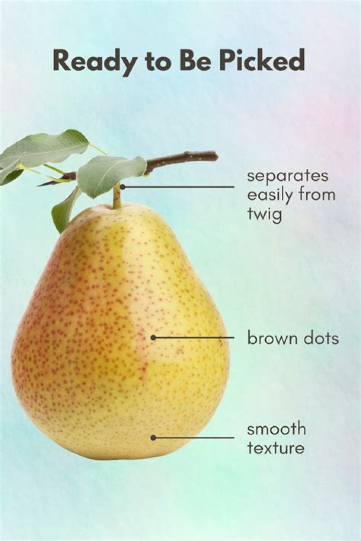 How do I know if a pear is bad?