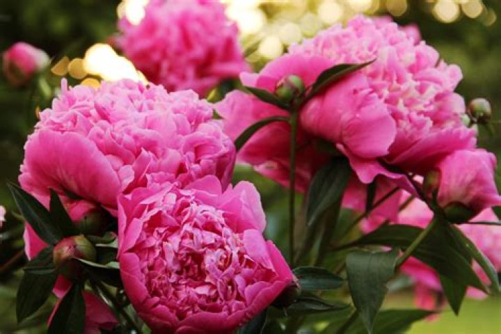 How do I make my peonies bloom all summer?