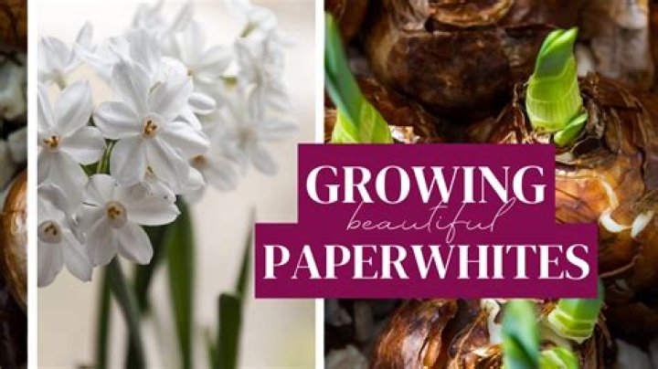 How do I stop my paperwhites from falling over?