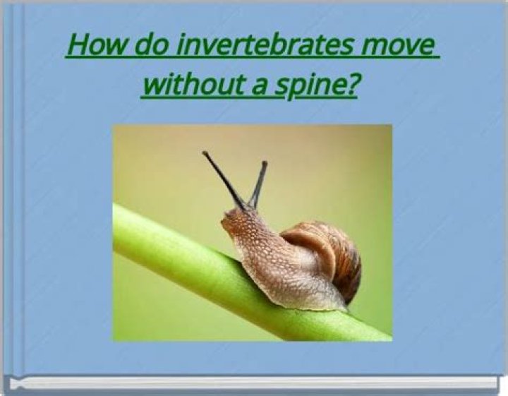 How do invertebrates move?