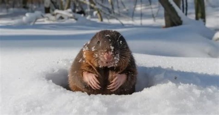 How do moles survive the winter?