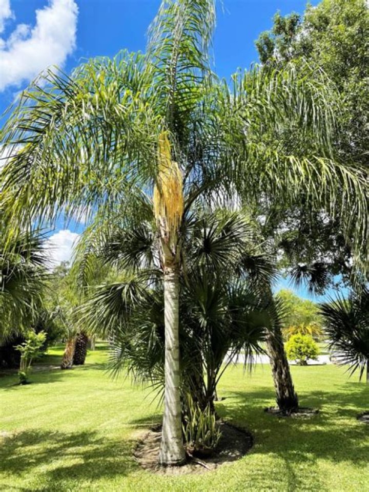 How Do queen palm trees grow?