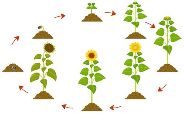 How do sunflowers reproduce?