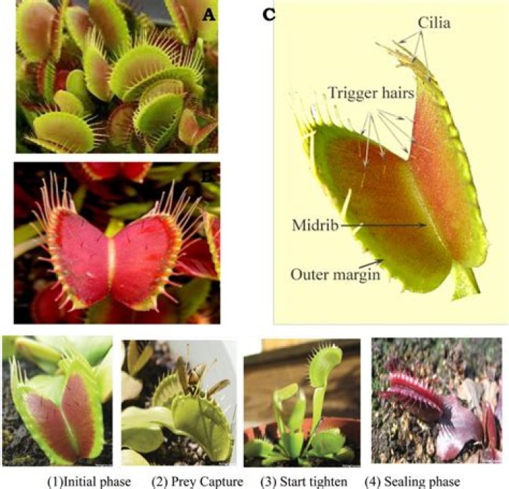 How do Venus fly traps get their energy?