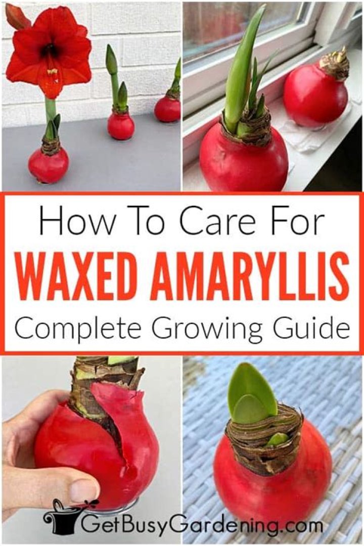 How do waxed amaryllis work?