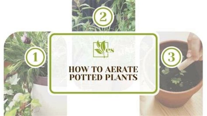 How do you aerate potted plants?