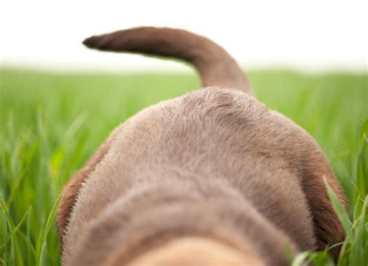How do you amputate a dog's tail?