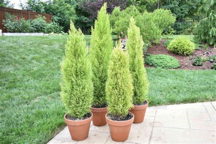 How do you care for a European Cypress plant?