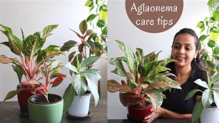 How do you care for aglaonema Creta?