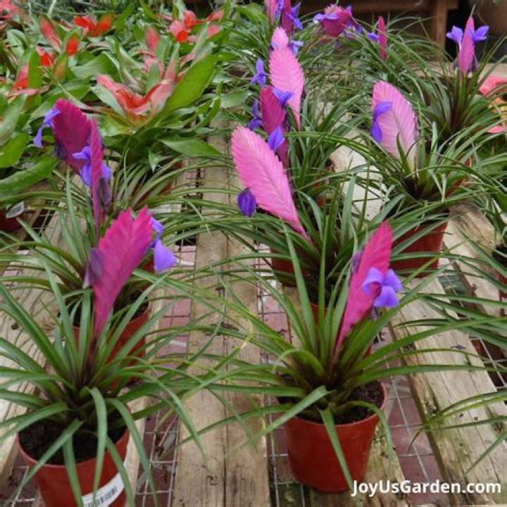 How do you care for an outdoor bromeliad?