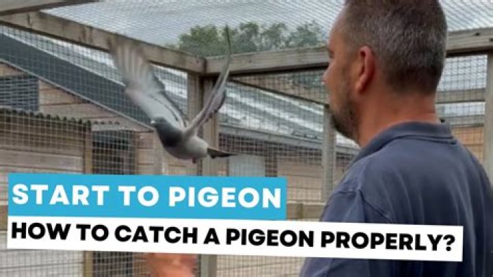 How do you catch pigeons?