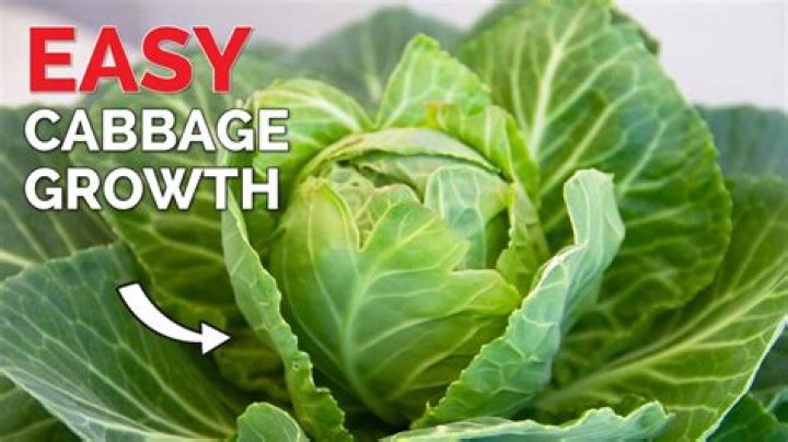 How do you clean cabbage with vinegar?