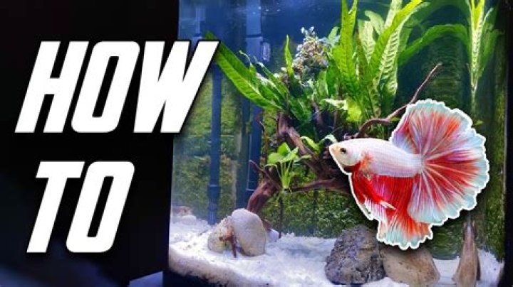 How do you clear up cloudy betta fish water?