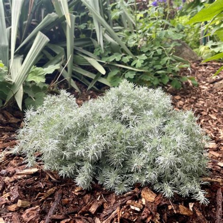 How do you cut and shape a silver mound artemisia?