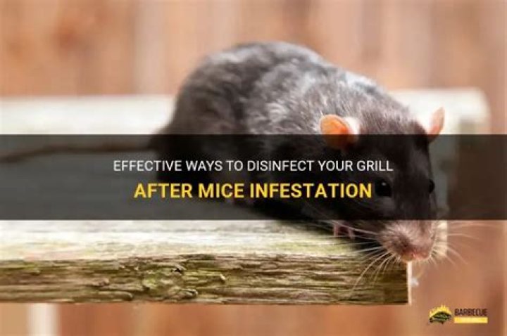 How do you disinfect an oven after mice?