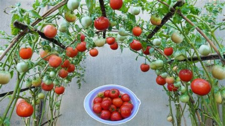 How do you eat tree tomatoes?