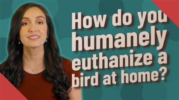 How do you euthanize a bird humanely?