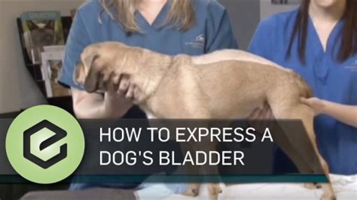 How do you express a male dog’s bladder?