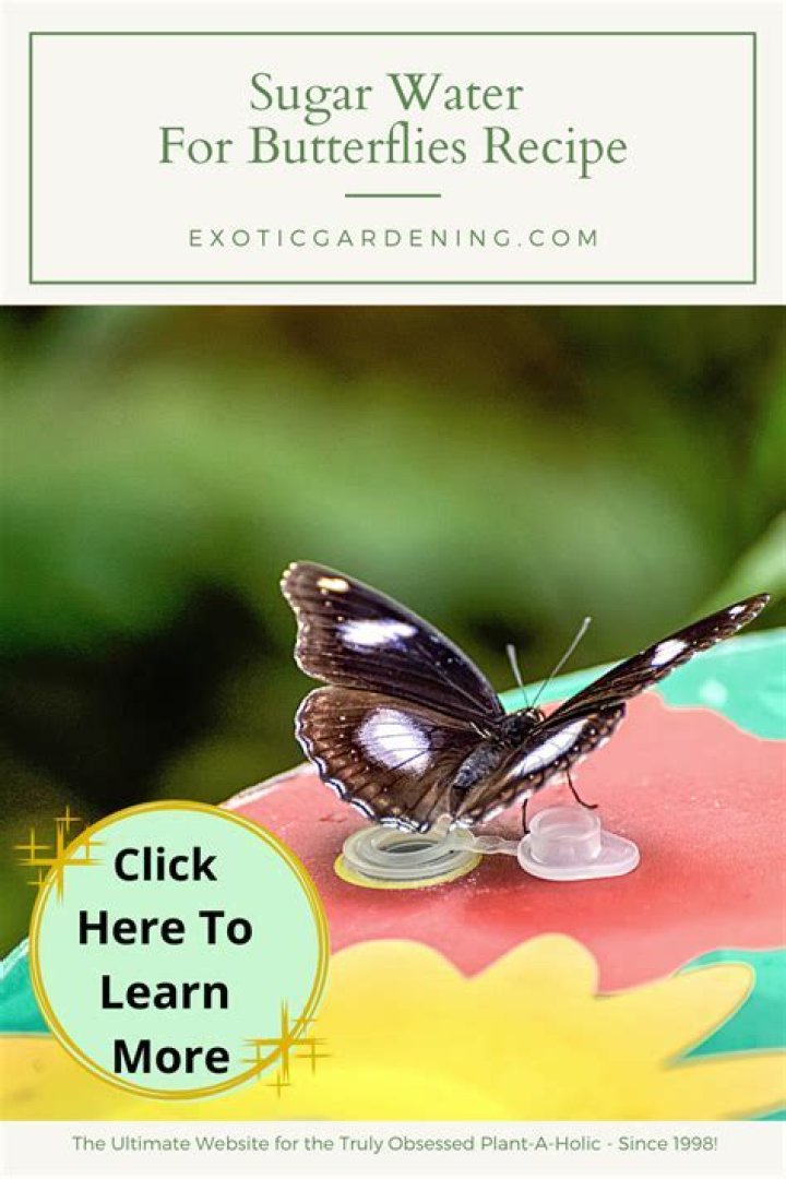 How do you feed butterflies with sugar water?