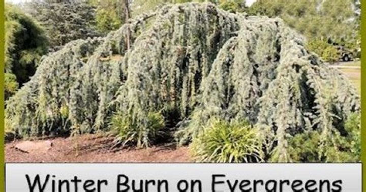 How do you fix winter burn on evergreens?