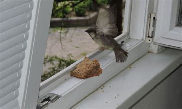 How do you get a bird out of your house wall?