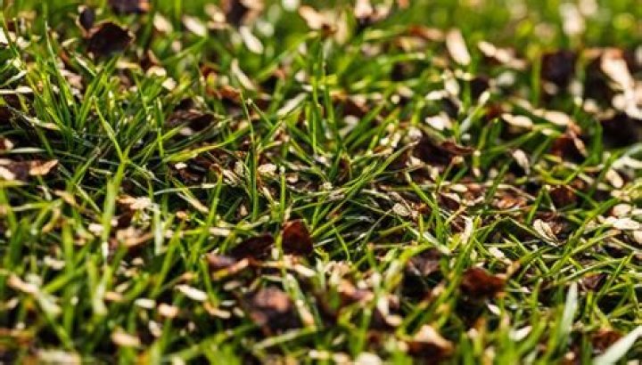 How do you get rid of clover in Zoysia grass?
