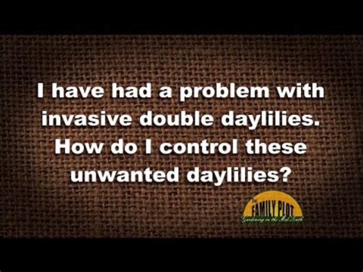 How do you get rid of ditch lilies?