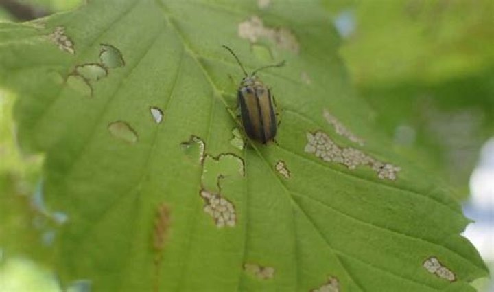 How do you get rid of elm beetles?