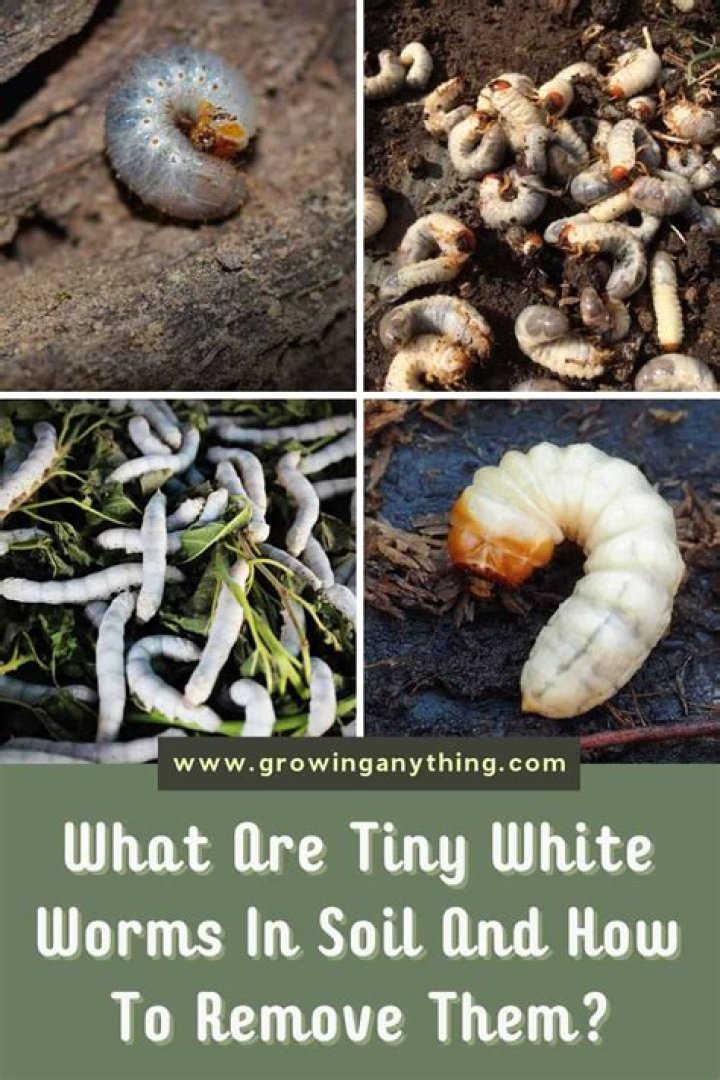 How do you get rid of little white worms in plant soil?