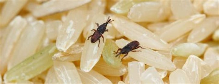 How do you get rid of weevils in bird seed?