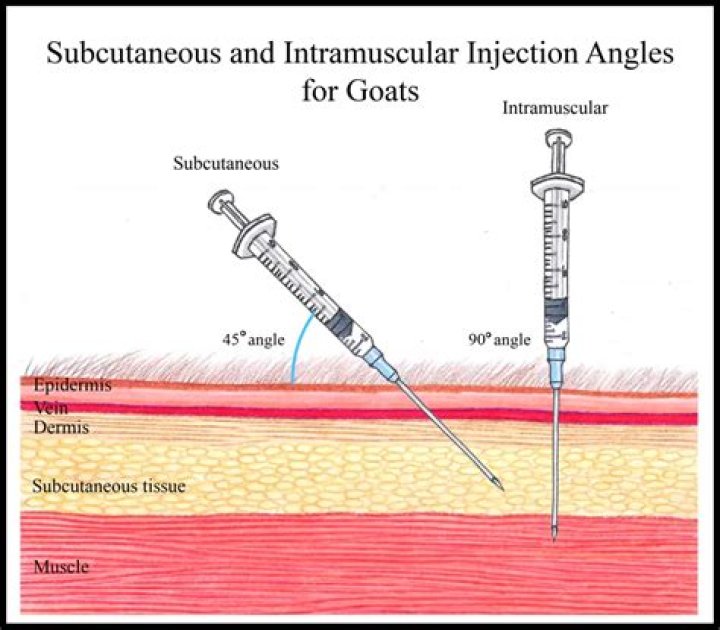 How do you give an intramuscular injection to a goat?