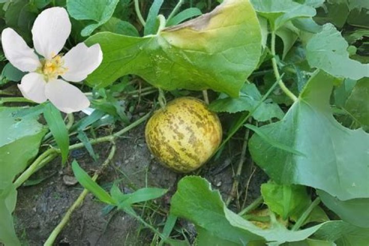 How do you grow a Tigger melon?