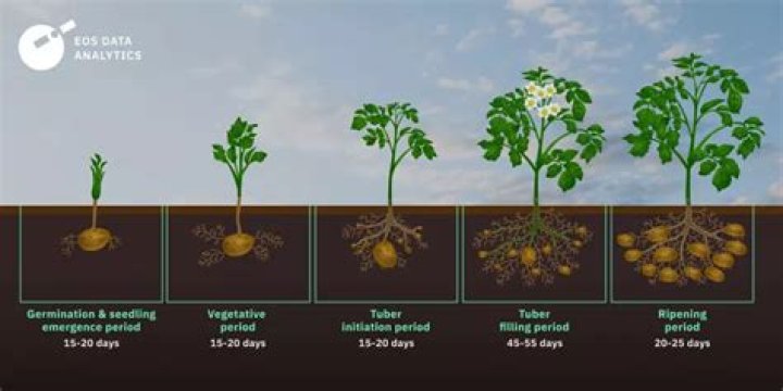 How do you grow potatoes in Tyres?