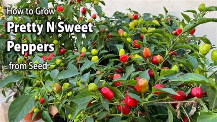 How do you grow sweet cherry peppers?