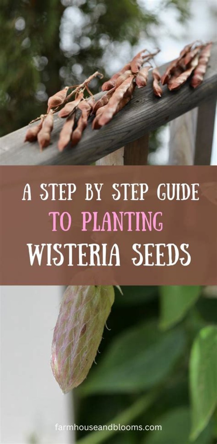 How do you harvest wisteria seed pods?