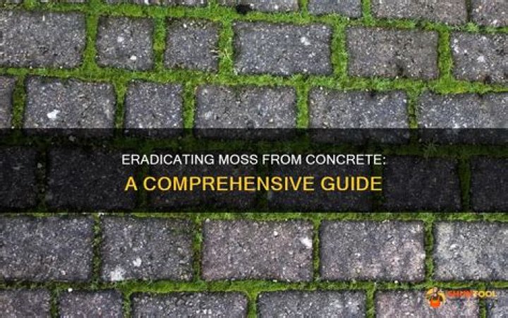 How do you increase moss growth on concrete?