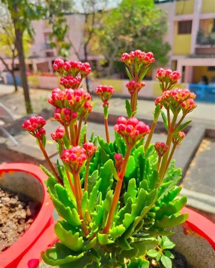 How do you keep a Kalanchoe blooming?