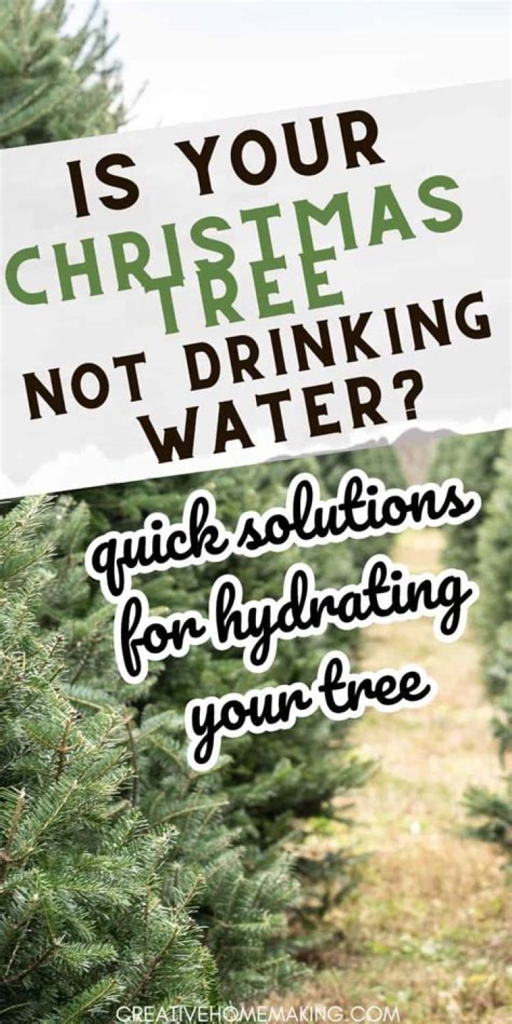 How do you keep Christmas tree water from smelling?