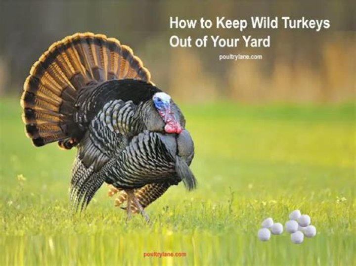 How do you keep wild turkeys away from bird feeders?