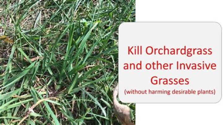 How do you kill invasive ornamental grasses?