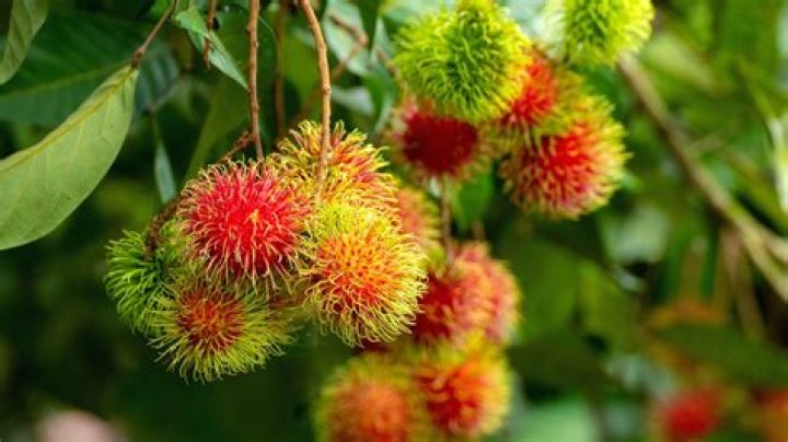 How do you know if a rambutan is fresh?