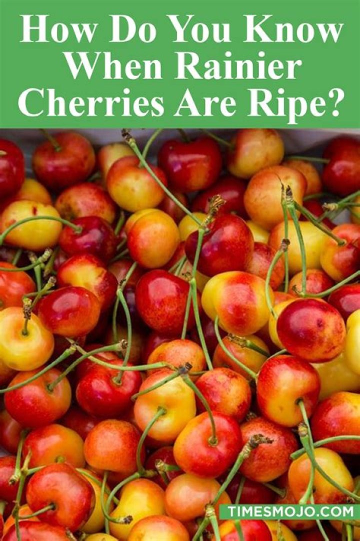 How do you know when sour cherries are ripe?