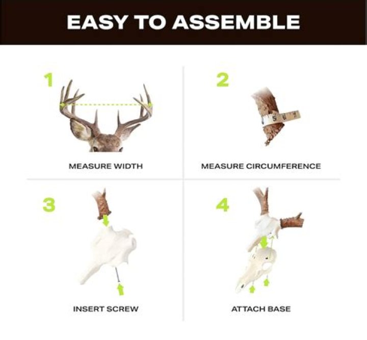 How do you measure deer antlers?