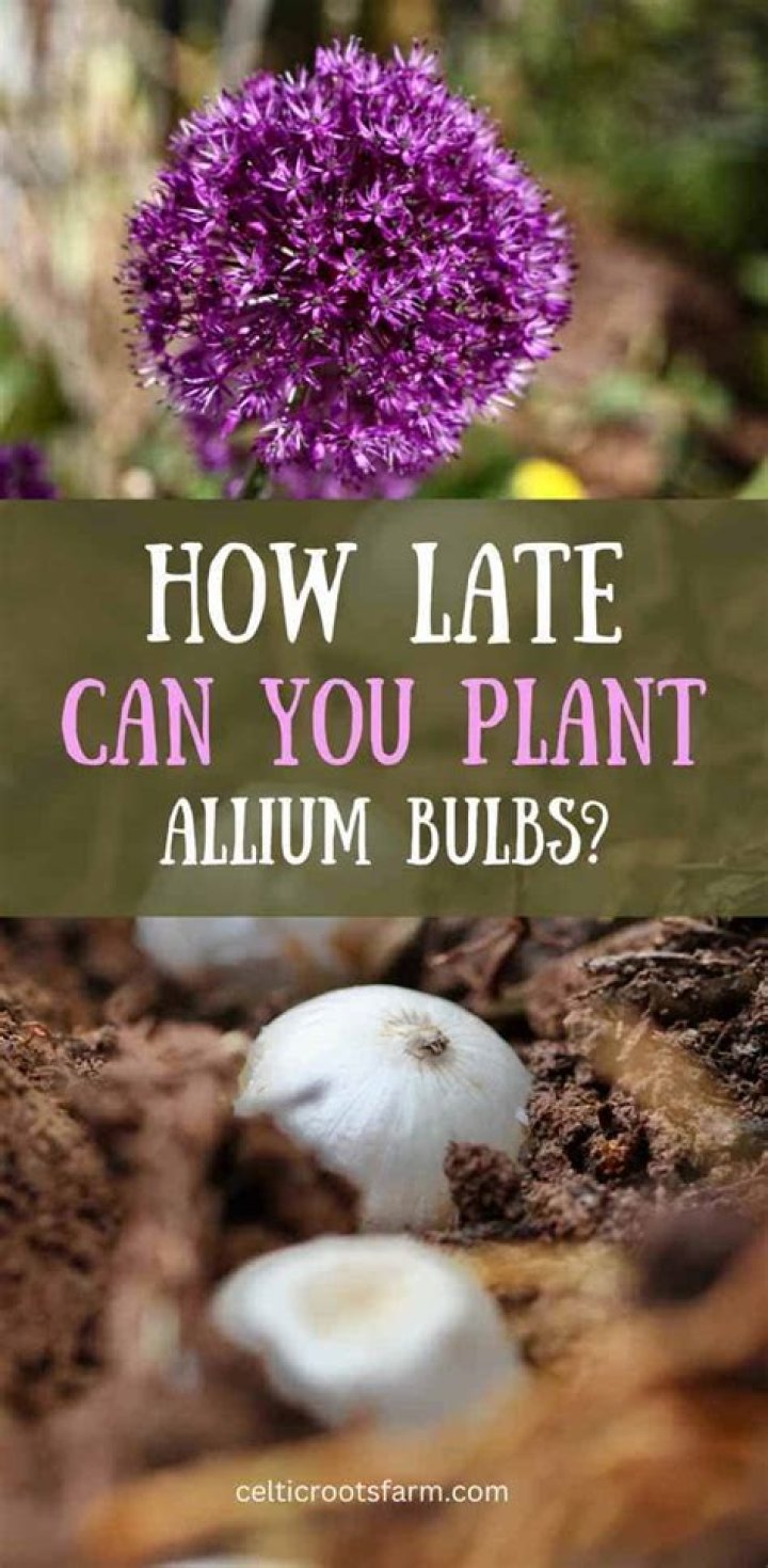 How do you plant Allium moly luteum bulbs?